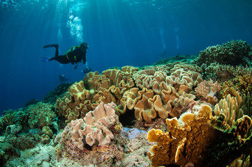 Diver and mushroom leather corals in Banda, Indonesia underwater