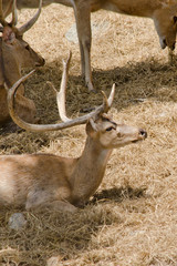 eld's deer