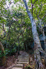 石垣島　米原のヤエヤマヤシ群落