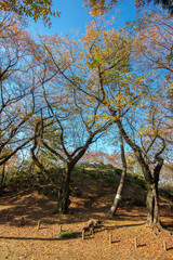 Obraz premium 箱根山