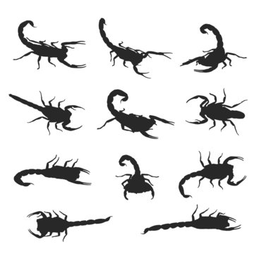 Vector image of an scorpion on white background