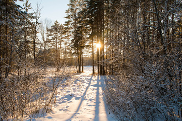 Вечер в лесу. © tsuraleks