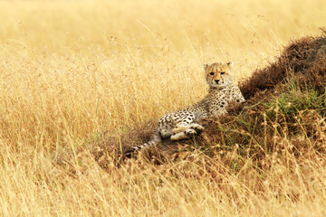 Cheetah Cub on the Masai Mara in Africa