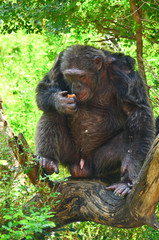Chimpanzee