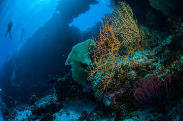 Diver, sea fan Melithaea,  sea whip in Banda underwater