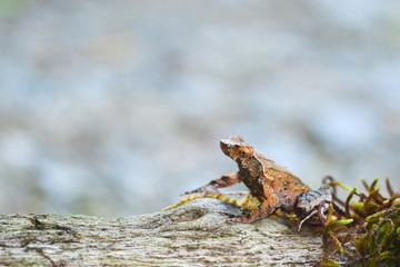 brown frog