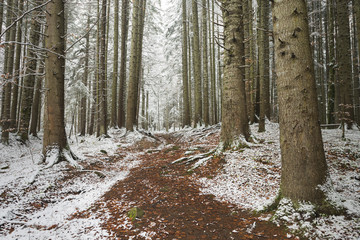 Path in elegant forest during winter