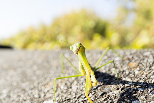「かまきり」の画像 - 53,381 件の Stock 写真、ベクターおよびビデオ | Adobe Stock