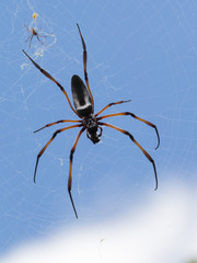 Spider in the Seychelles