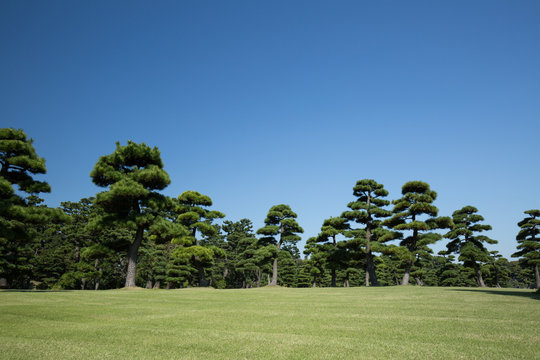 「松並木」の画像 - 1,015 件の Stock 写真、ベクターおよびビデオ | Adobe Stock