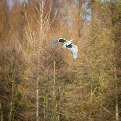 bird