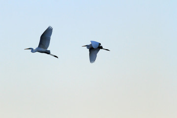 Obraz premium bird