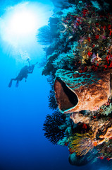 Diver, sponge, crinoid, black sun coral in Banda underwater