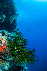 Fototapeta na wymiar Black sun coral and reef fishes in Banda, Indonesia underwater