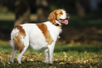 Brittany spaniel dog standing in park, autumn