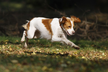 Brittany spaniel dog happily jumping in park, autumn