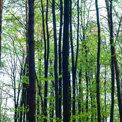 Fototapeta premium trees