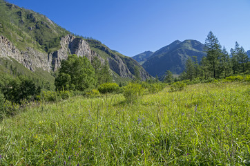 Mountain meadow.