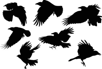 set of seven crow silhouettes isolated on white