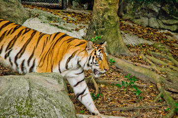 indochinese tiger