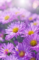 Obraz premium Asters