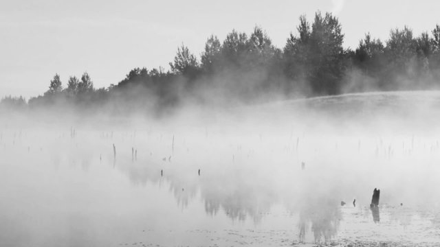 Mystical sunrise with the voices of crows and fog in the swamp