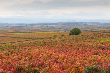Fototapeta premium Vineyards in autumn colors