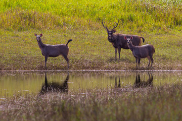Group of Male and Female Sambar deer