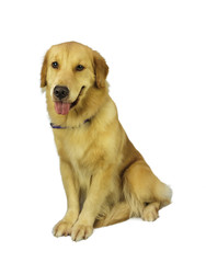 Pure Breed Golden Retriever