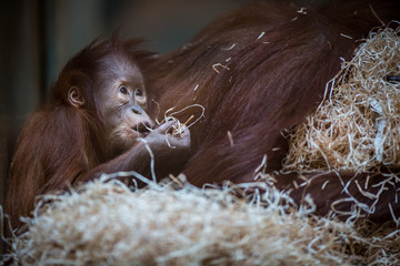 Stare of an orangutan baby, hanging on thick rope
