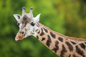 Giraffe (Giraffa camelopardalis)