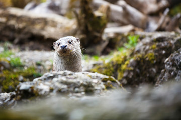 Eurasian otter (Lutra lutra)