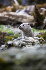 Eurasian otter (Lutra lutra)