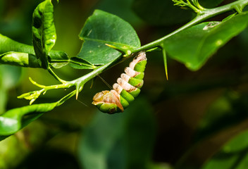 Green larva