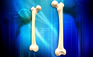 Femur bone