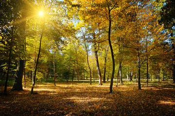 Rays of sun in autumn park