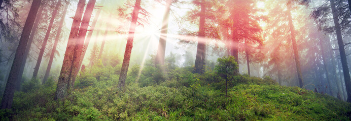 Radiance misty forest