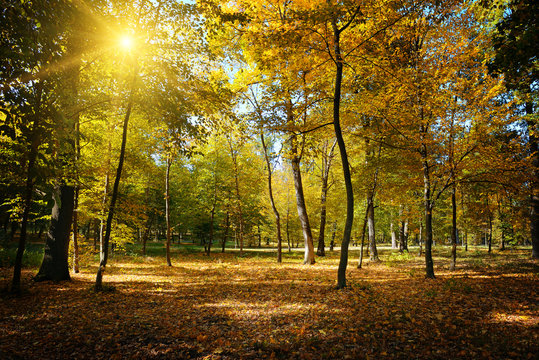 Fototapeta Rays of sun in autumn park