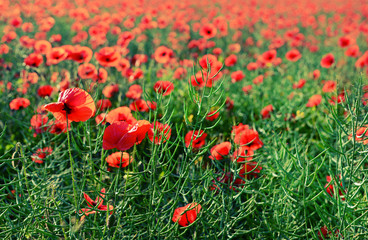 Poppy flowers outdoors