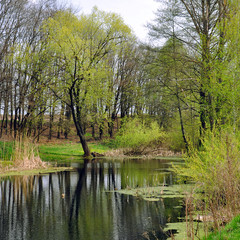 Fototapeta na wymiar trees reflected in the river