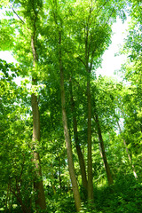 Obraz premium Beautiful trees in forest