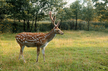 Deer spotted.