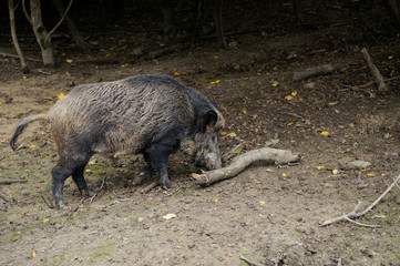 Boar.