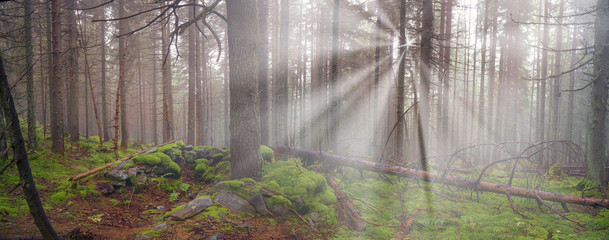 Radiance misty forest