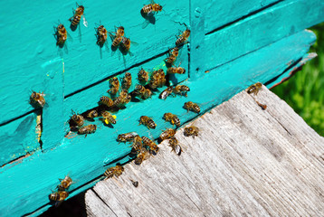 Obraz na płótnie Canvas honeycomb with bees on it