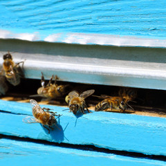 Obraz premium honeycomb with bees on it