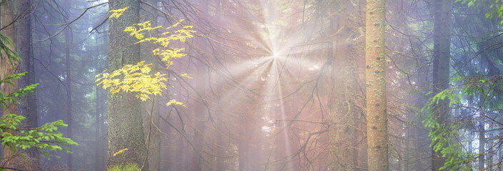 Obraz premium Radiance misty forest