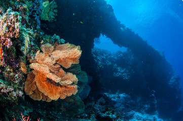 Fototapeta na wymiar Sea fan Melithaea in Banda, Indonesia underwater