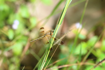 Dragonfly wings colorful