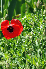poppy flower on green field